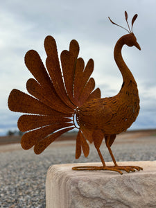 Rusty Peacock Peter