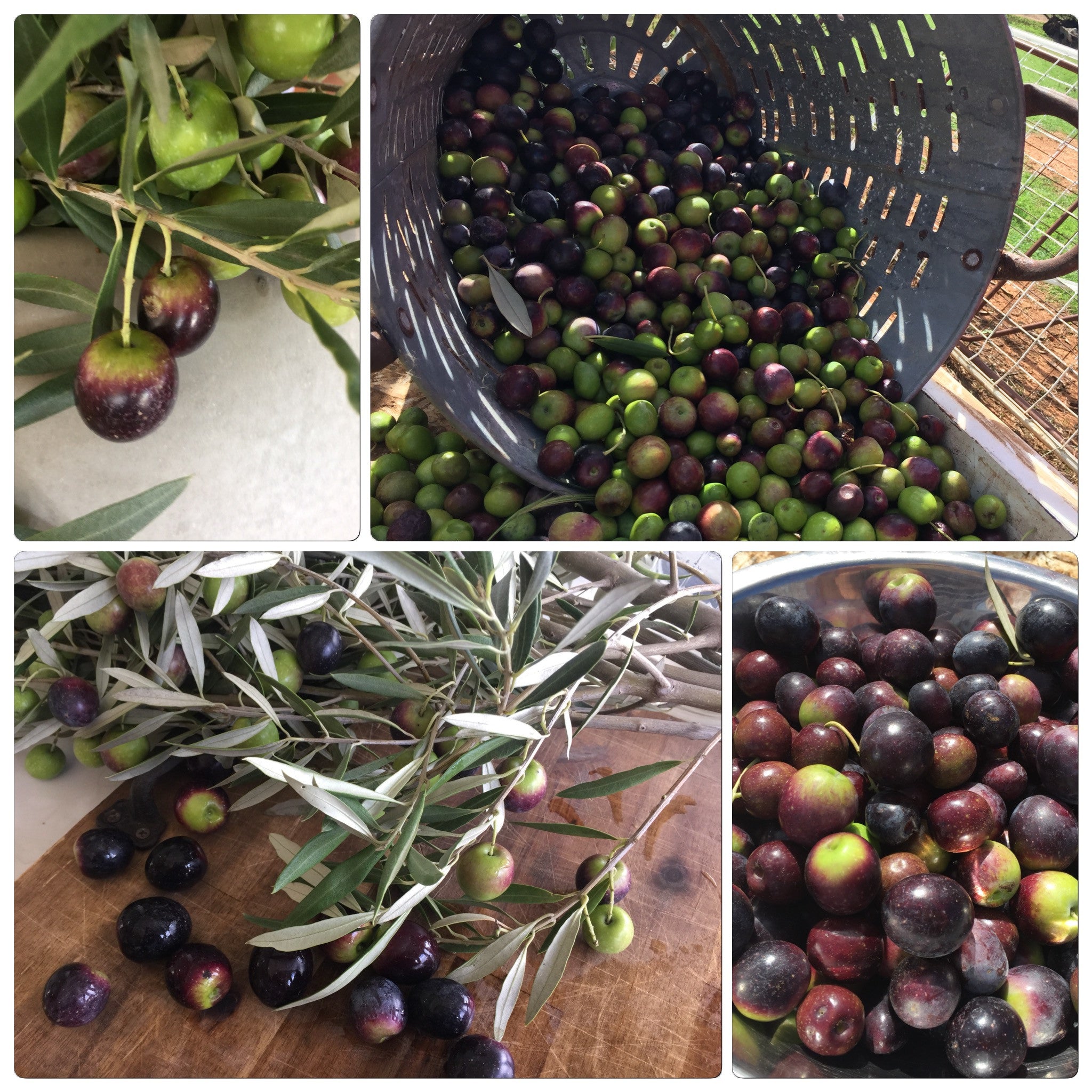 OLIVE HARVEST