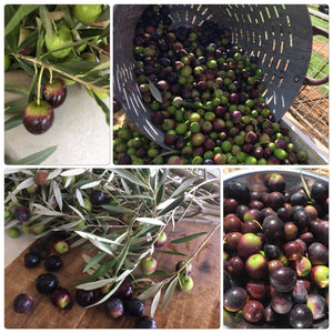OLIVE HARVEST