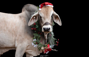 Brittany McVicar Photography COUNTRY Calendar 2024
