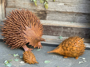 PICKLES Echidna Family DUE in Feb2024