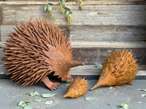 PICKLES Echidna Family DUE in Feb2024