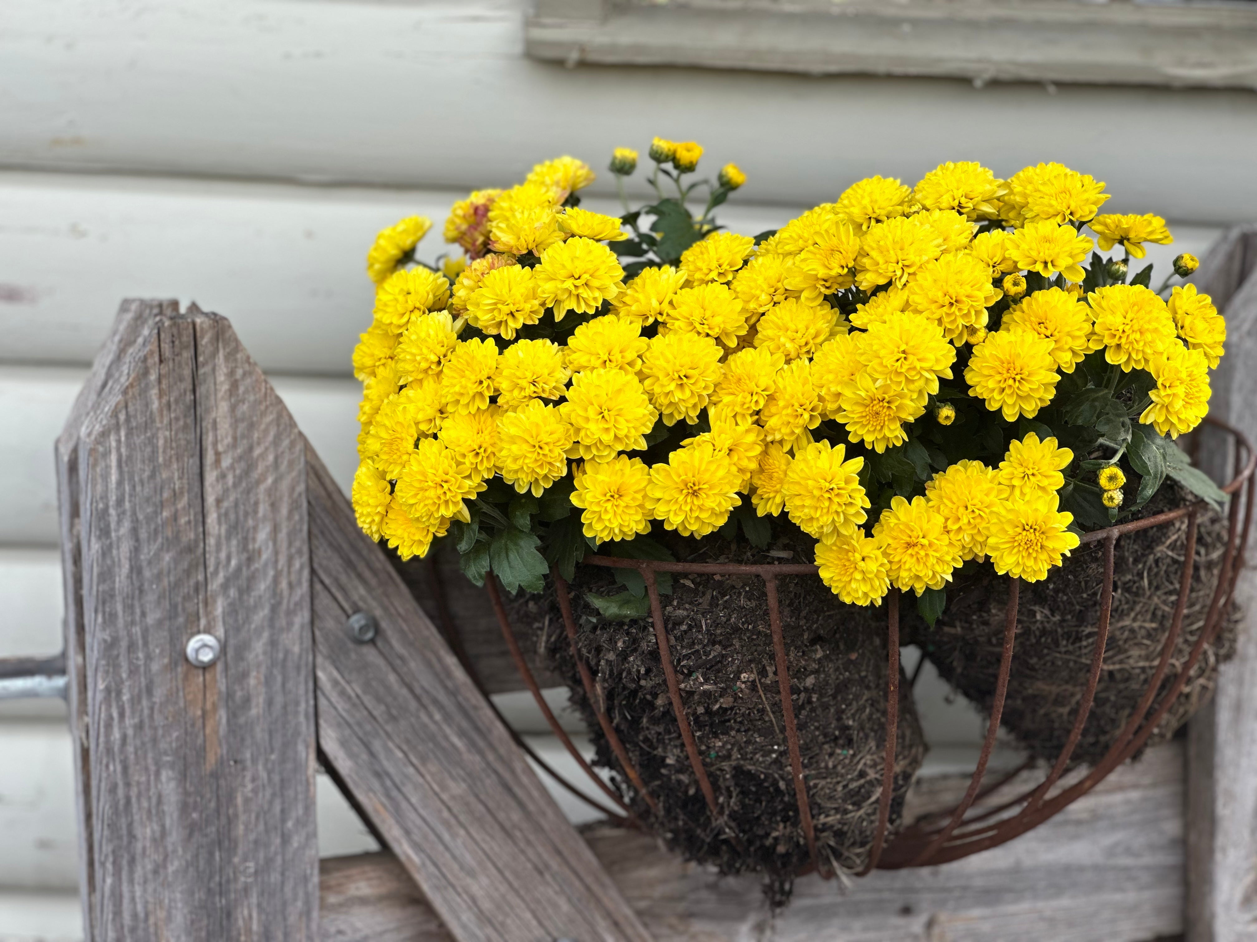 Semi WALL Planter