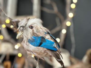 KOOKABURRA Decor Medium