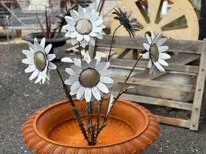 White Daisy Stakes Set of 3