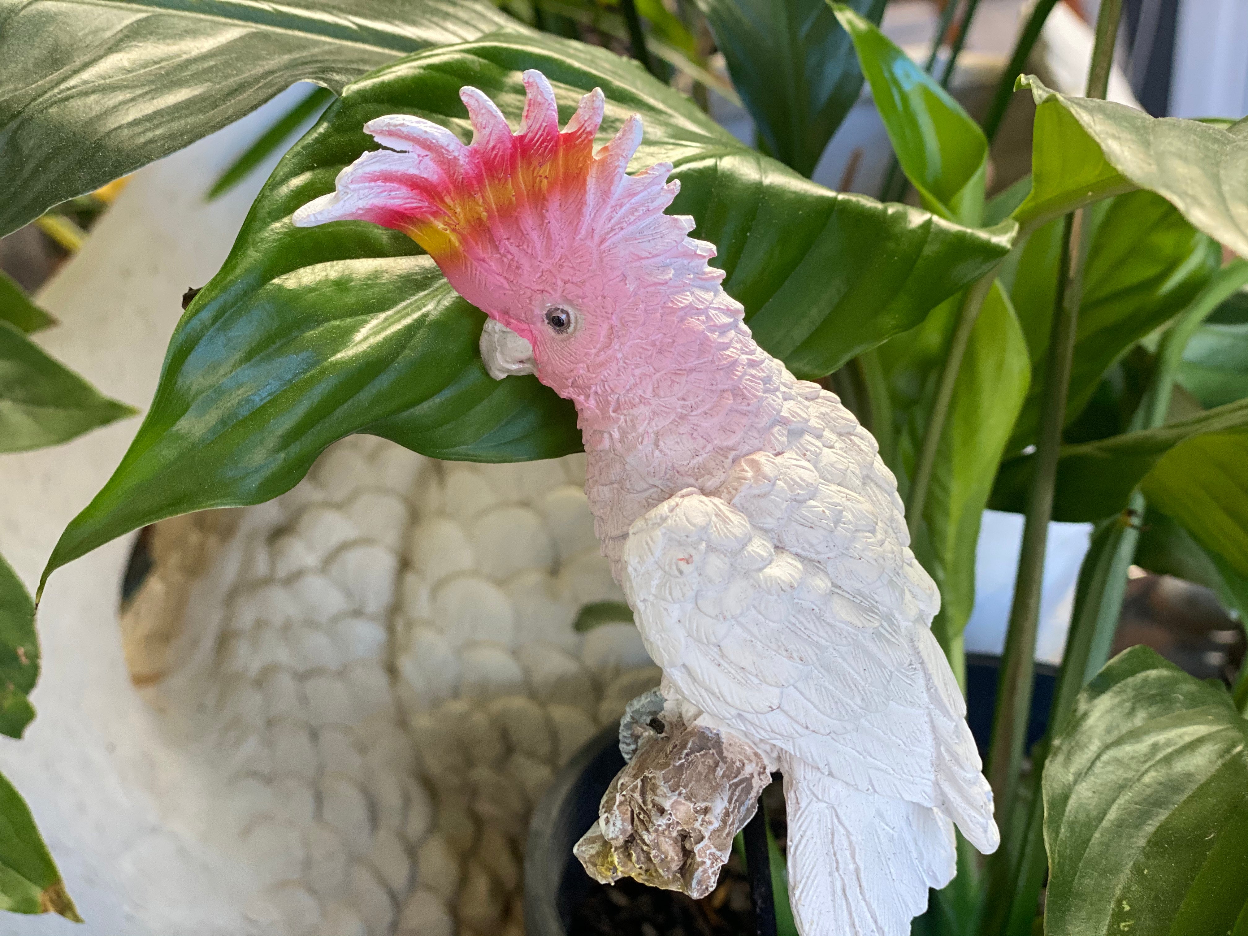 Cockatoo Stake