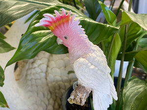 Cockatoo Stake