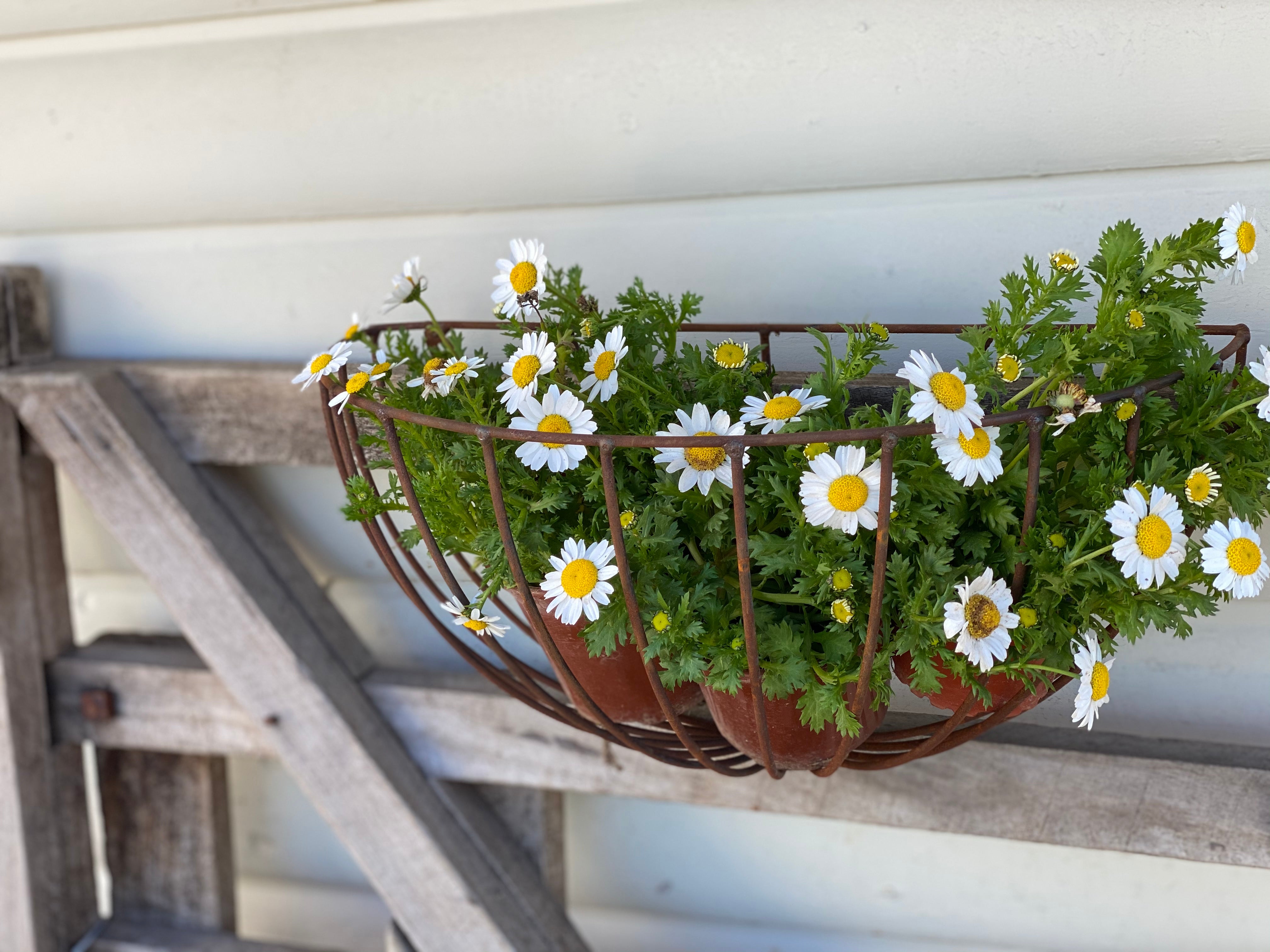 Semi WALL Planter