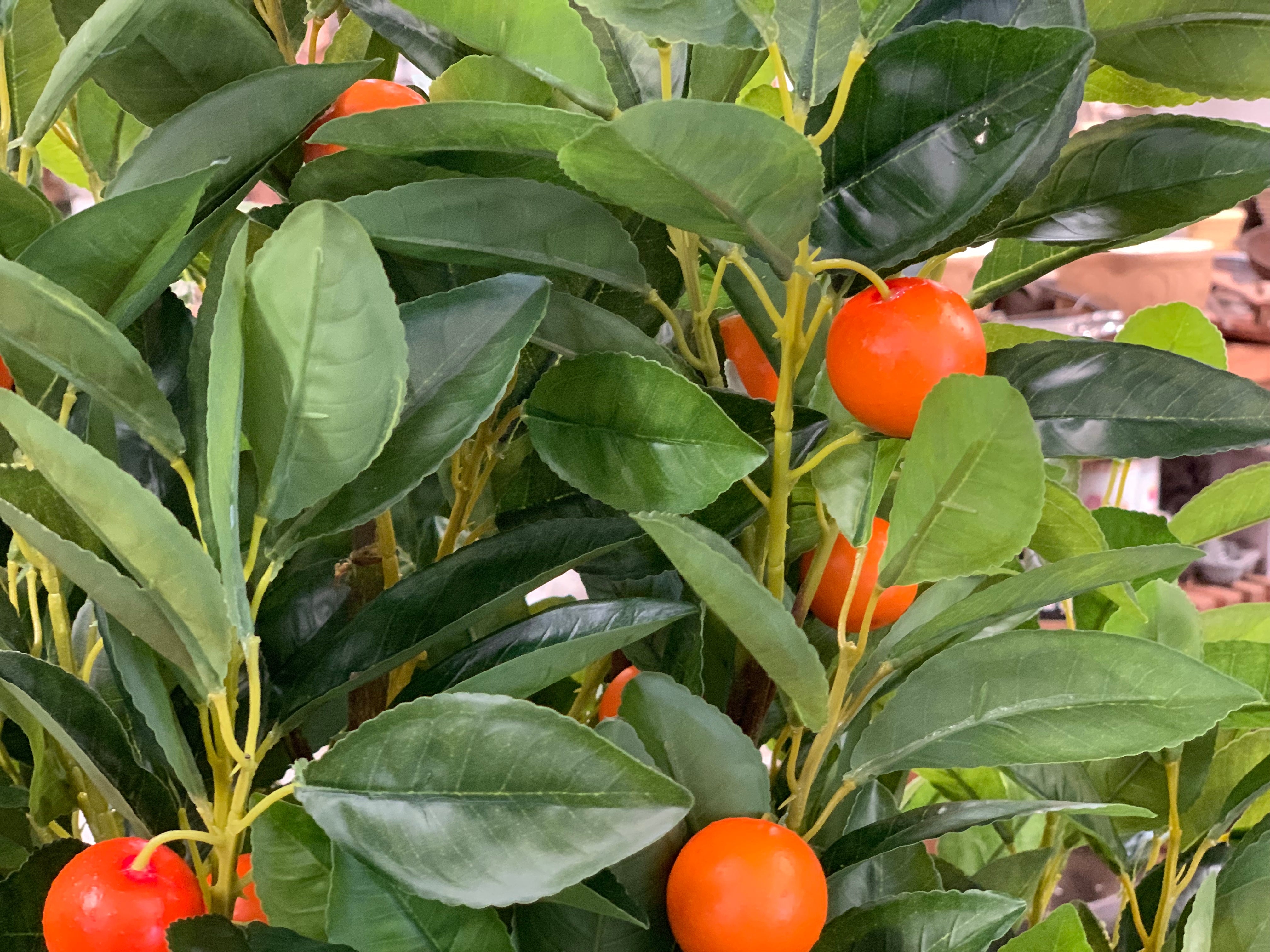 Faux Kumquat Tree in POT The OLDE Farm Store