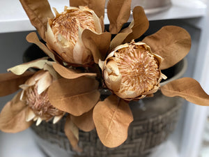 Protea Natural Bunch Free Postage
