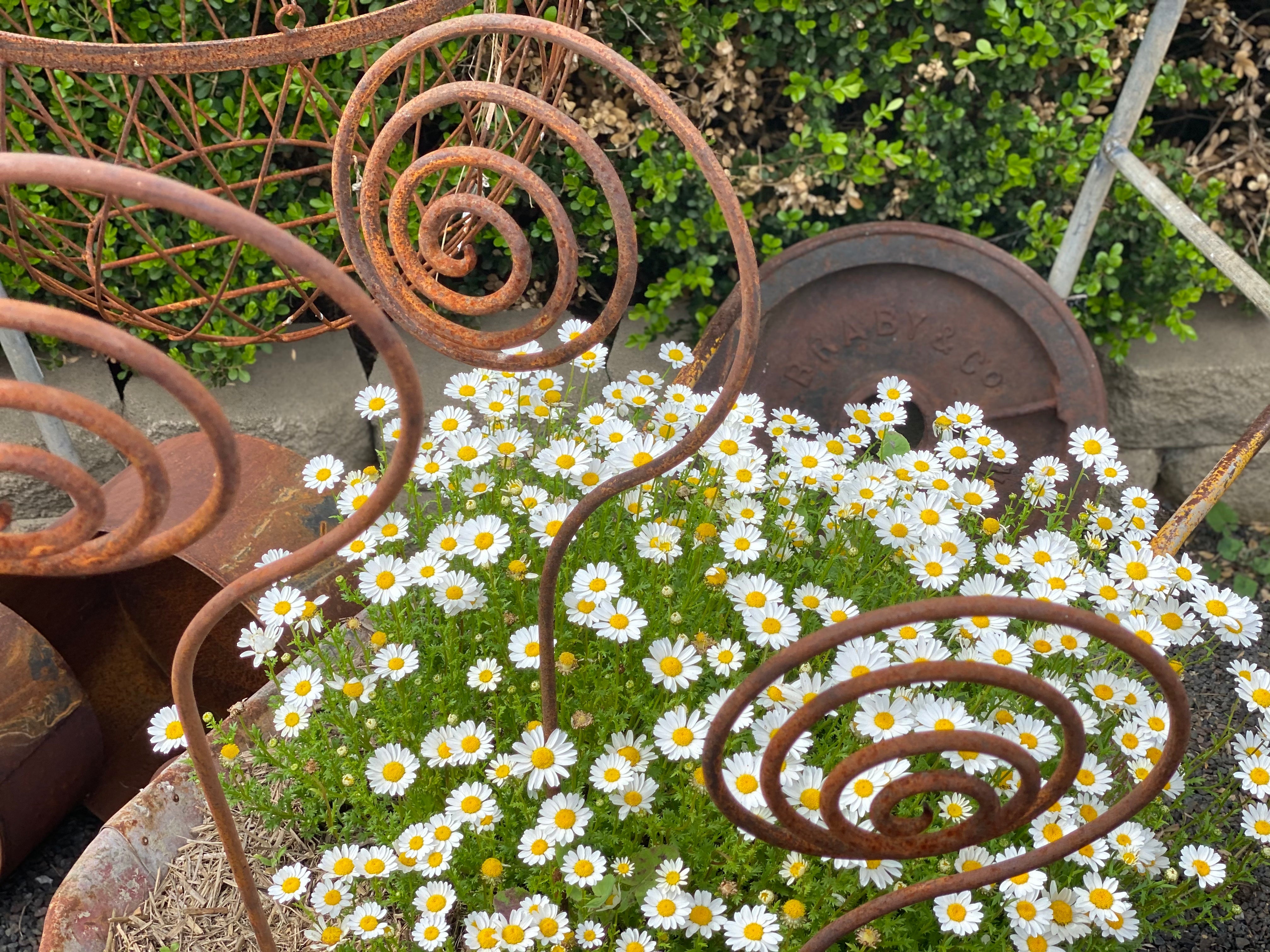 Curly Swirl Stake