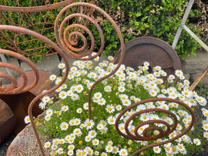 Curly Swirl Stake