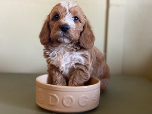 Mason Cash Cane DOG BOWL