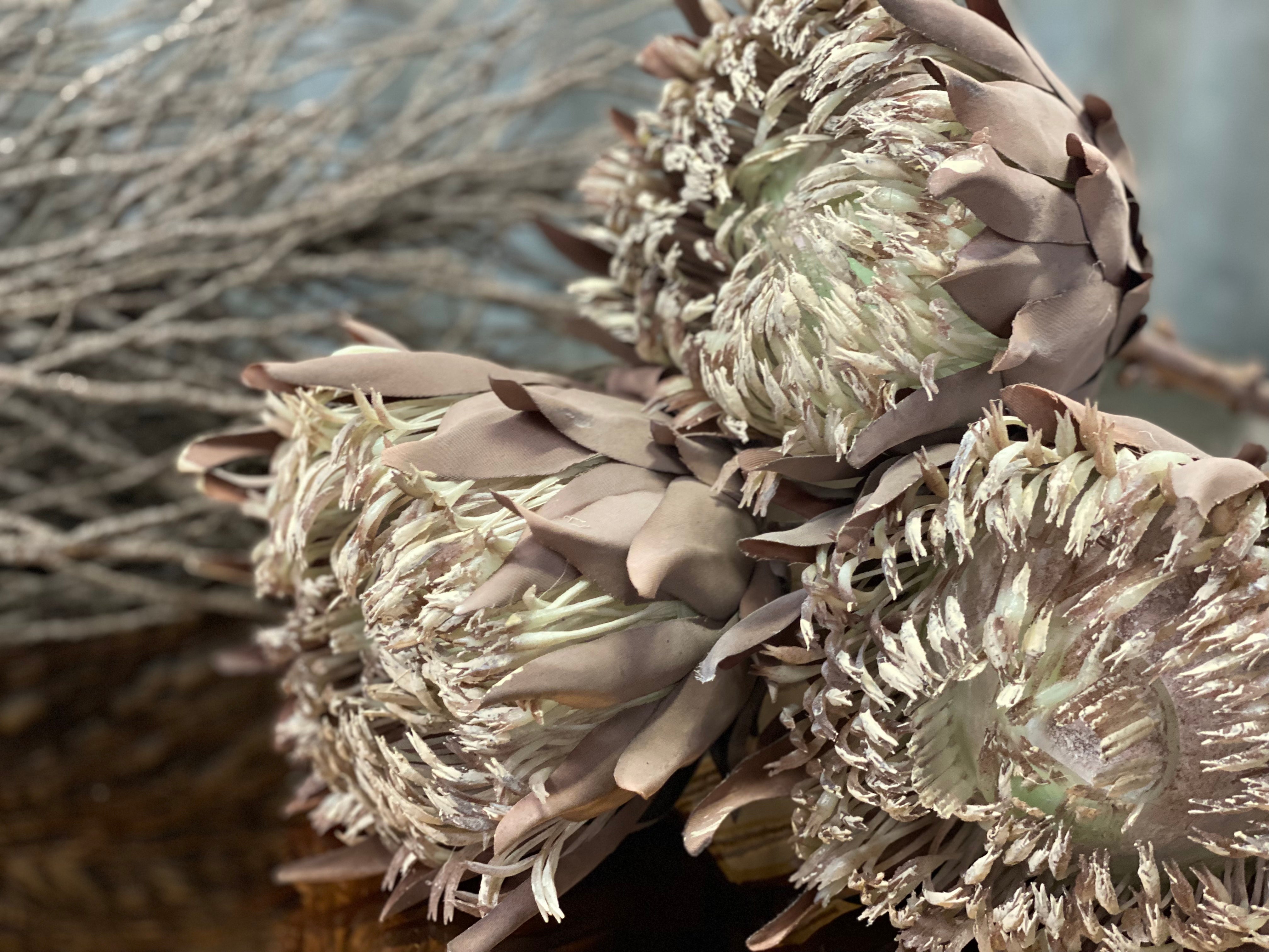 JUMBO King Protea Bunch Free Postage