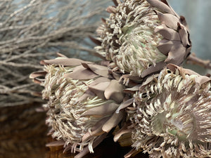 JUMBO King Protea Bunch Free Postage