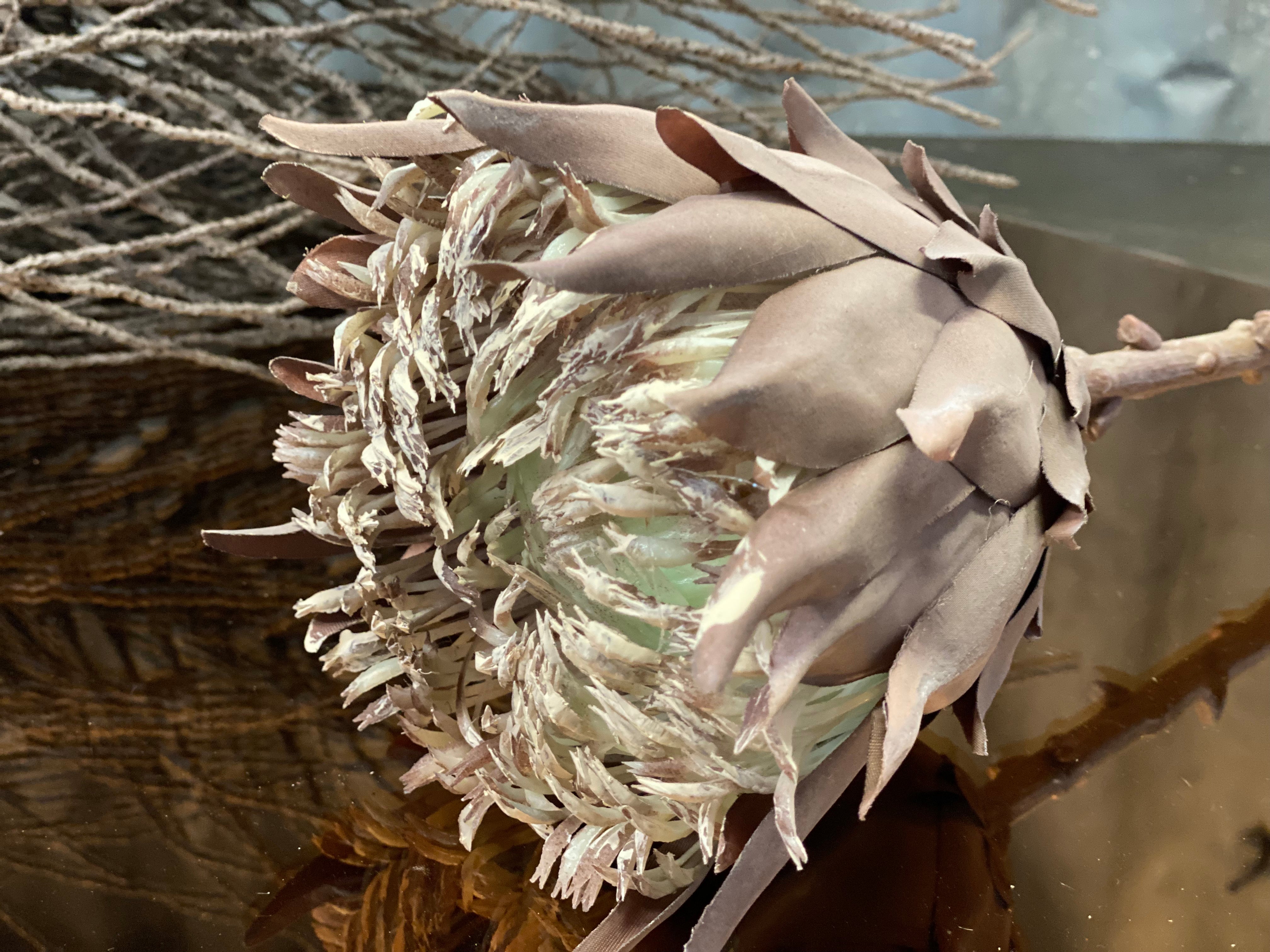JUMBO King Protea Bunch Free Postage