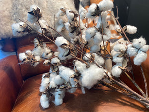 REAL Cotton BUNCH x 5 Stems