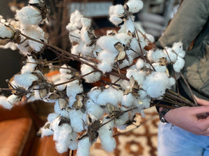 REAL Cotton BUNCH x 5 Stems