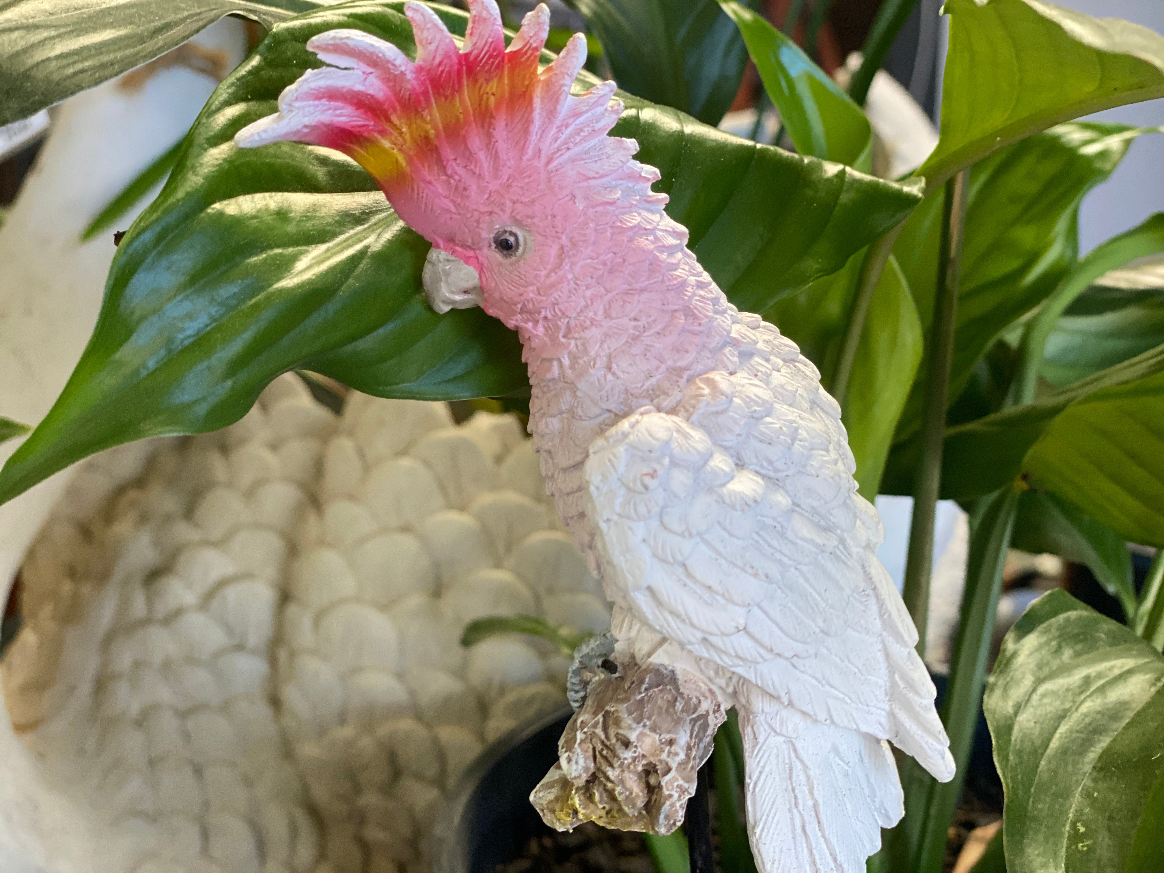 Cockatoo Stake