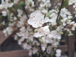Beautiful Cherry Blossom BUNCH