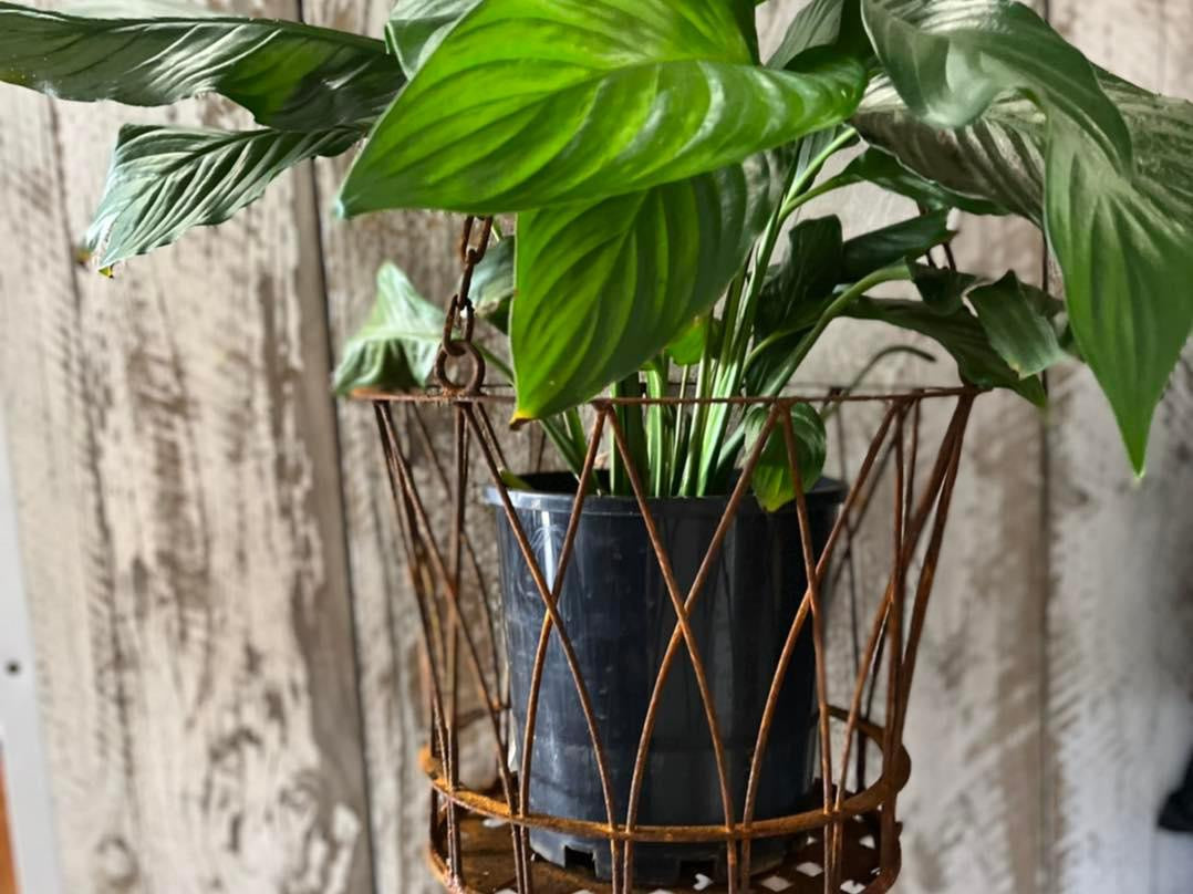 Hanging Decorative wire Basket Planter