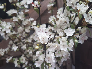 Beautiful Cherry Blossom BUNCH