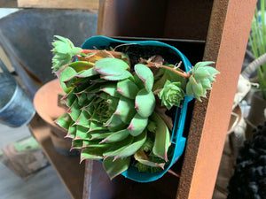 Rusty WALL 12 Cup Planter