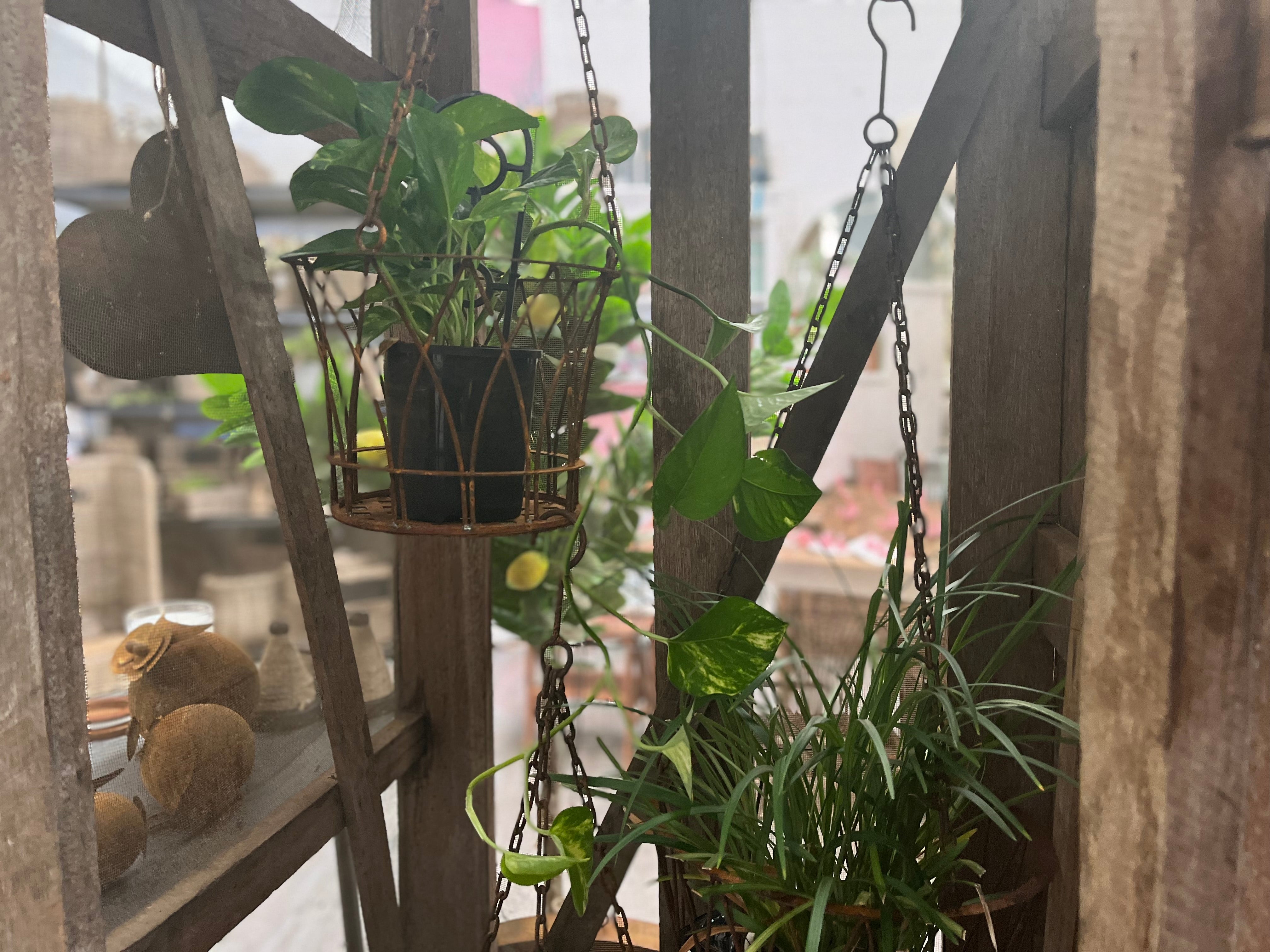 Hanging Decorative wire Basket Planter