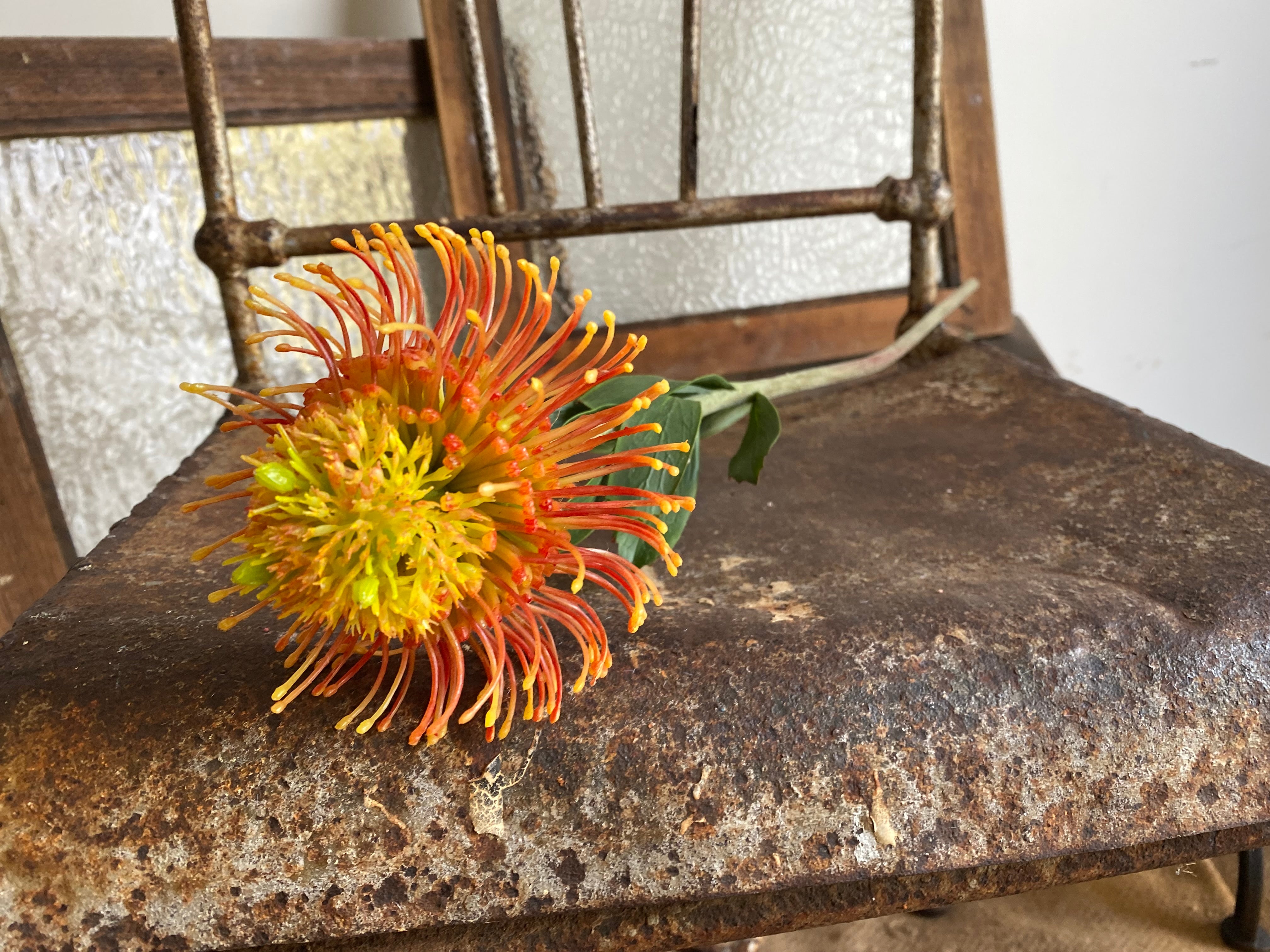 Pincushion Flower Stem 58cm Orange 3 stems