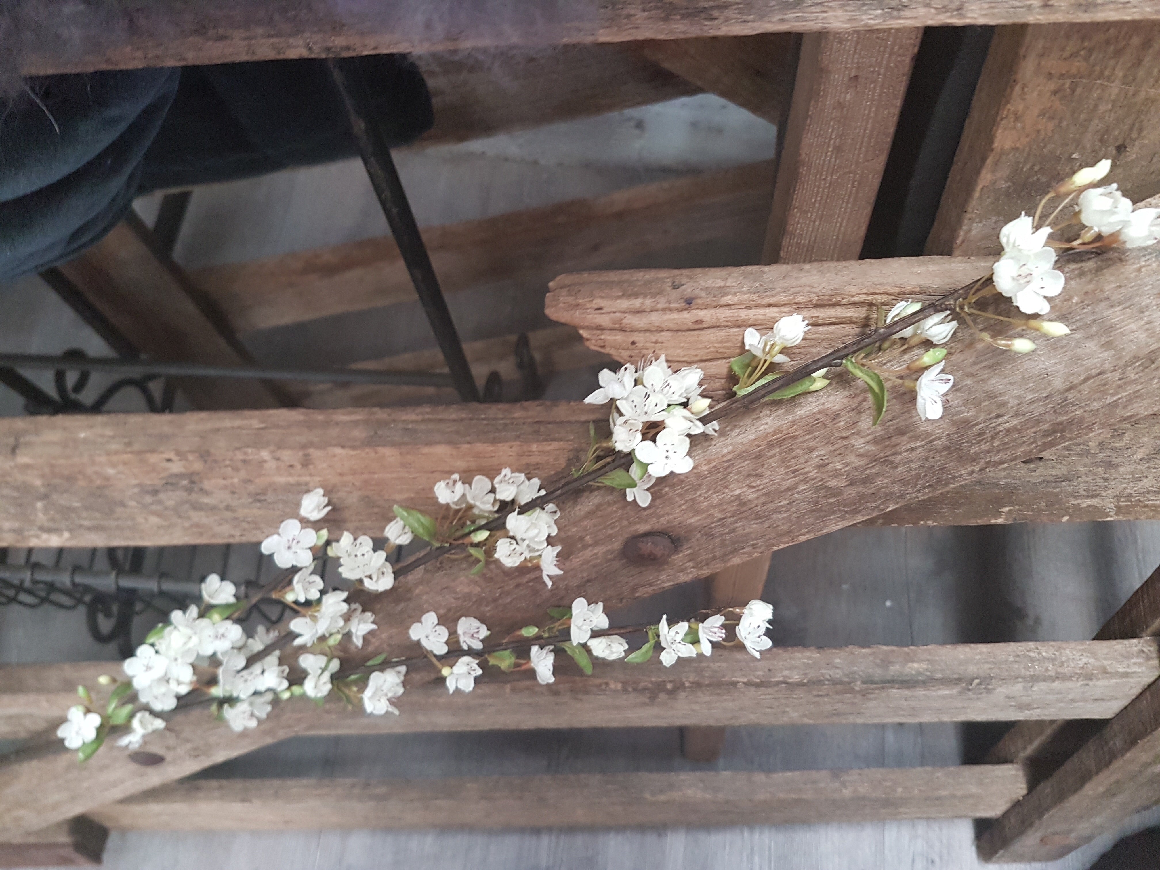 Beautiful Cherry Blossom BUNCH