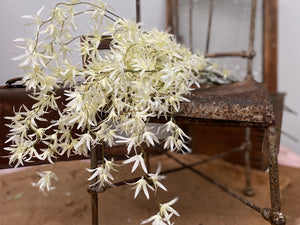 Spider Orchid Spray 1.2m Cream 3 stems