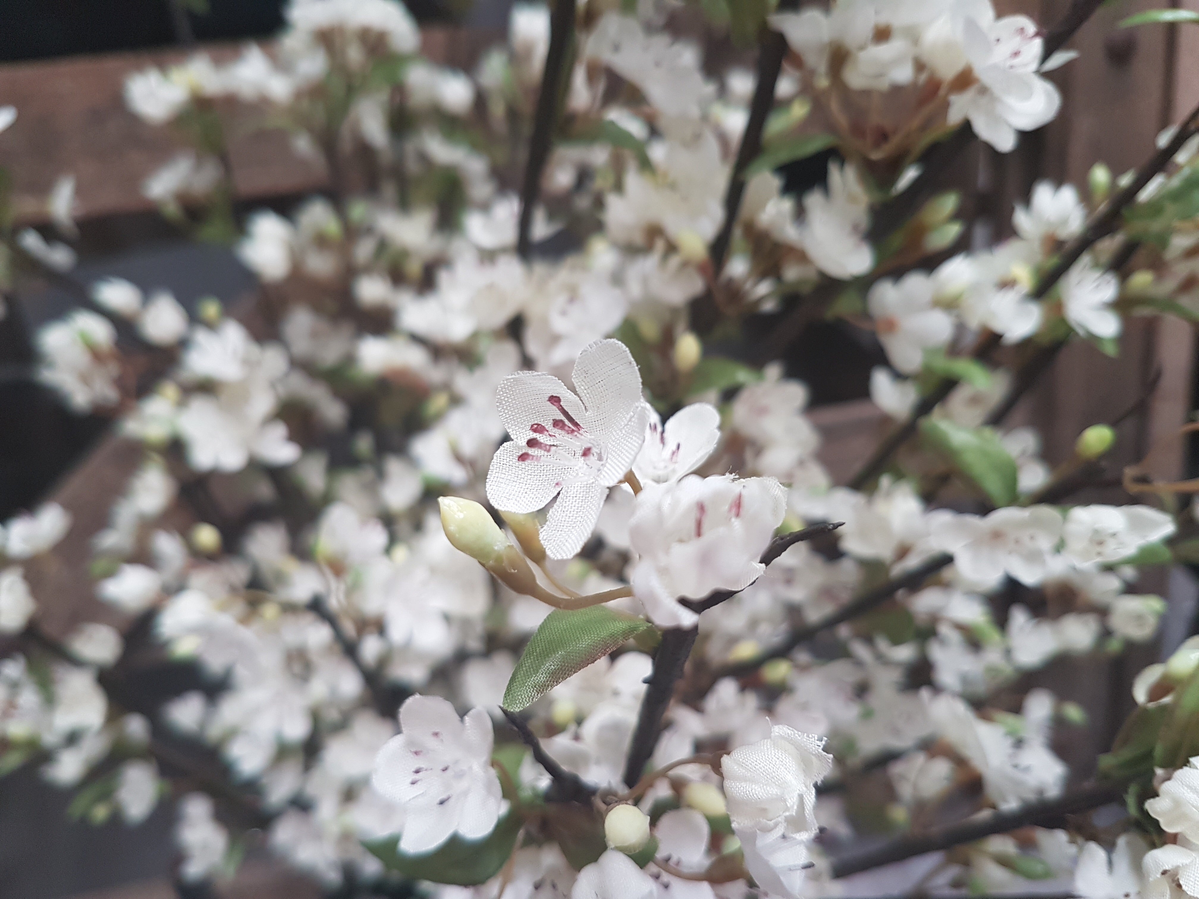 Beautiful Cherry Blossom BUNCH