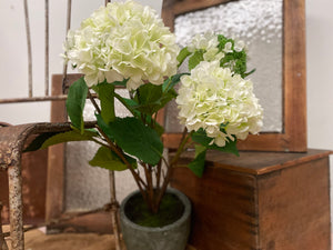 XL Hydrangeas Plant in POT ( REAL TOUCH )